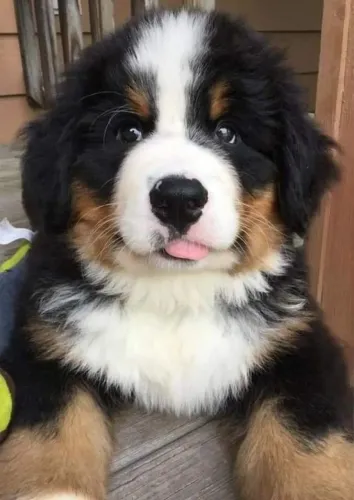 Bernese Afeto que cria memórias bonitas