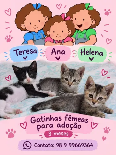 Gata(o) fêmea para adoção