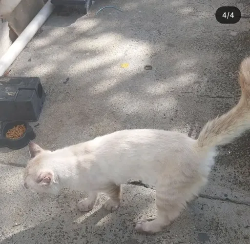 Adoção gato responsável 