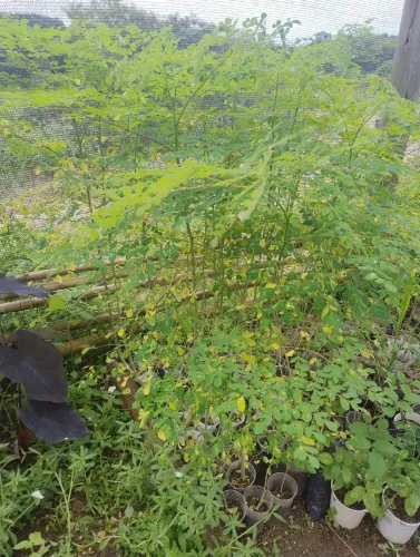 Moringa oleifera vários tamanhos 