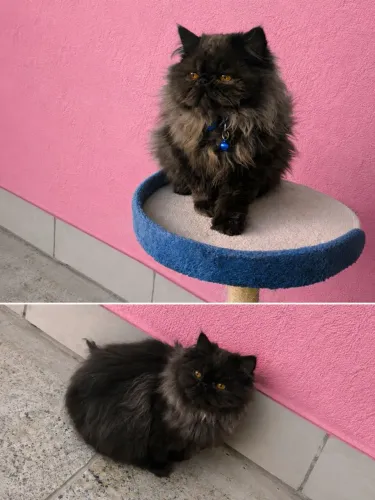 Filhote de gato persa