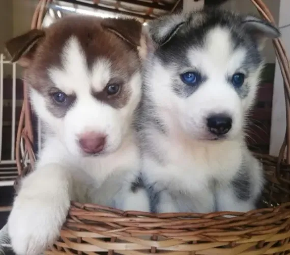 Husky Siberiano,Husky Siberiano Filhote Pronto Para Novo Lar