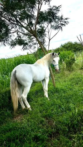 Cavalo mangalarga brutal marcha