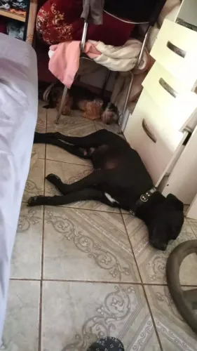 Cão filhote labrador preto (tipo)procuro