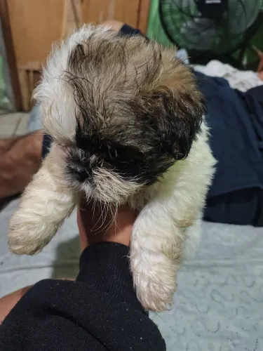 Cachorro da raça shih tzu