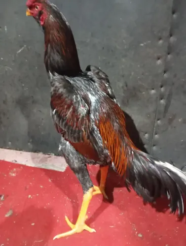 Frango da raça índio.