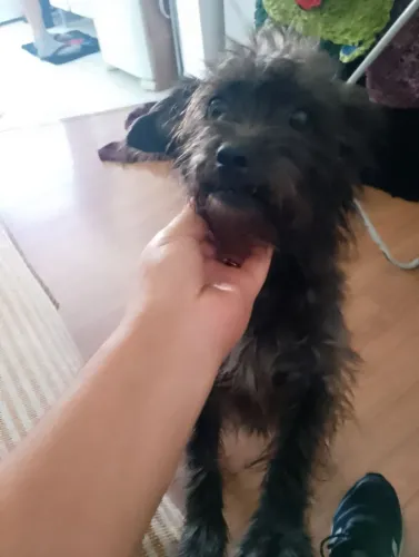 Doação responsável  de cachorrinha porte médio 