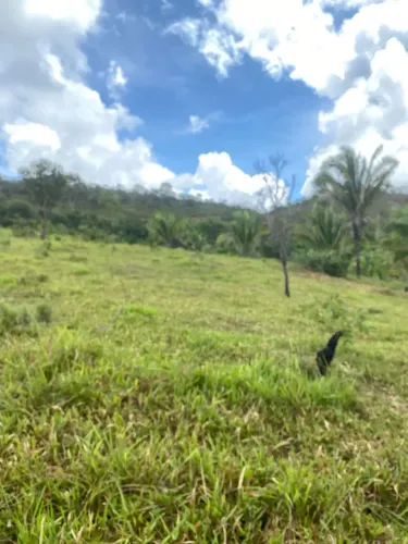 Fazenda 30 Alqueires, na Região de Niquelândia-Go