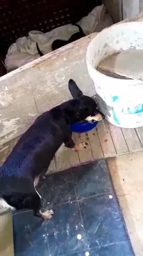 Vendo filhote de pinscher n3
