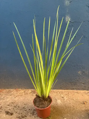 Planta Moreia