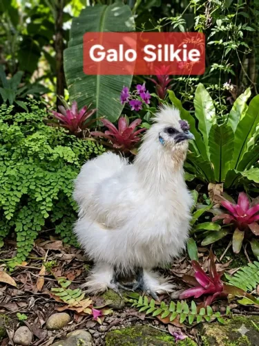 GALO de rassa Silkie (Sedosa do Japão)
