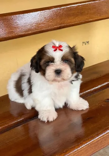 Filhote Shihtzu fêmea - Tricolor - Vacinada e Vermifugada - Com Pedigree