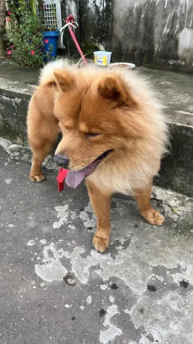 cachorro Chow Chow