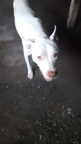Cachorro para doação 