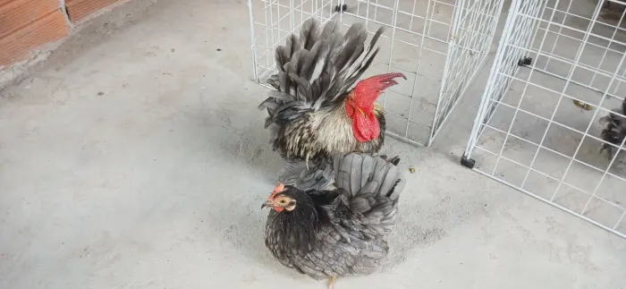 Galinha exotica raça Nagasaki 