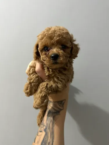 Poodle Toy Red Alto Padrão - Entrega na Residência