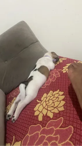 Doando cachorrinha