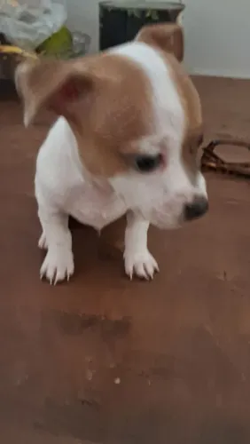 Vender pinscher