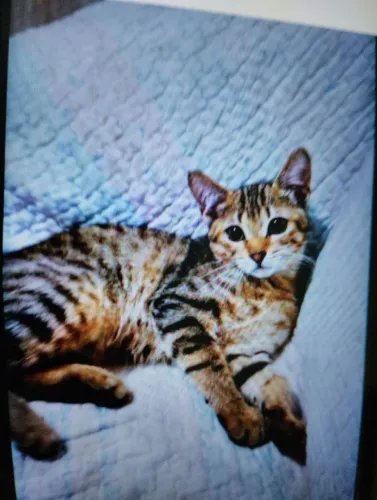 Doa_se gatos