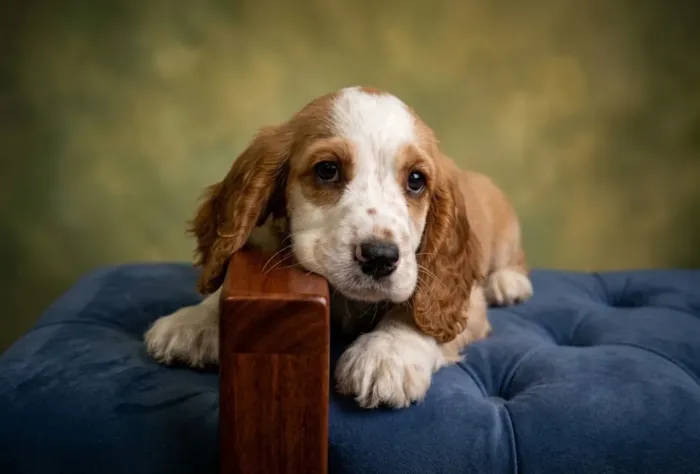Cocker spaniel