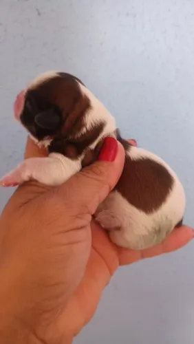 Tenho filhote de shih  tzu pra reserva 