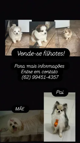 Lulu da Pomerânia e Shitzu 