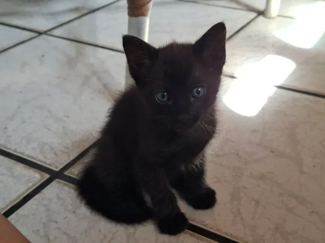 Doa-se filhotes de gato com 1 mês e meio