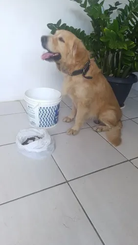 Golden para adoção responsável