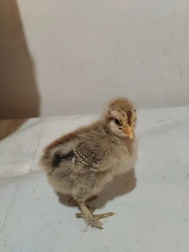 Pintinhos Brahma Dark Puro