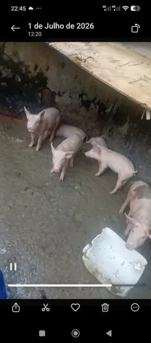 Vendo leitões