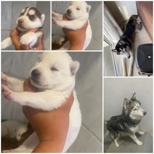Vendo Husk siberiano