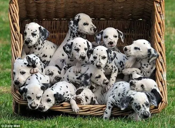Dalmata