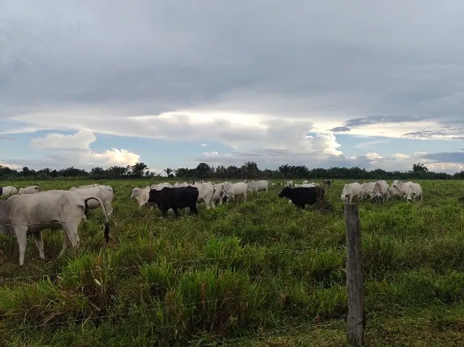 R$3.5 milhões Fazenda 200 hectares porteira fechada 170 hectares de pasto