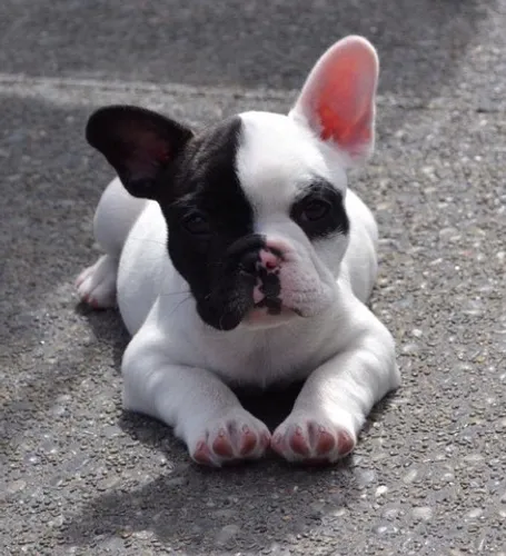 BULLDOG FRANCÊS COM PEDIGREE E MICROCHIP