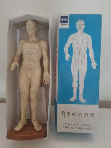 Modelo Humano Pontos Acupuntura Meridianos 50cm Coreano