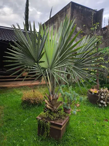 Palmeira bismake Adulta