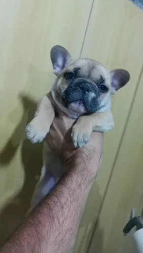 Bulldog Francês 