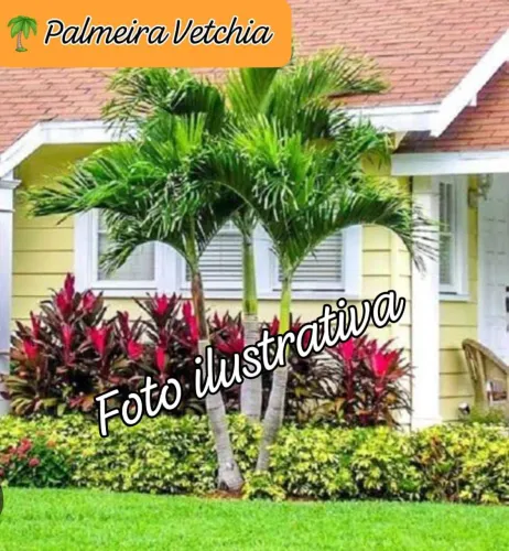 2 Mudas de Palmeira Vetchia - Linda e Exótica!