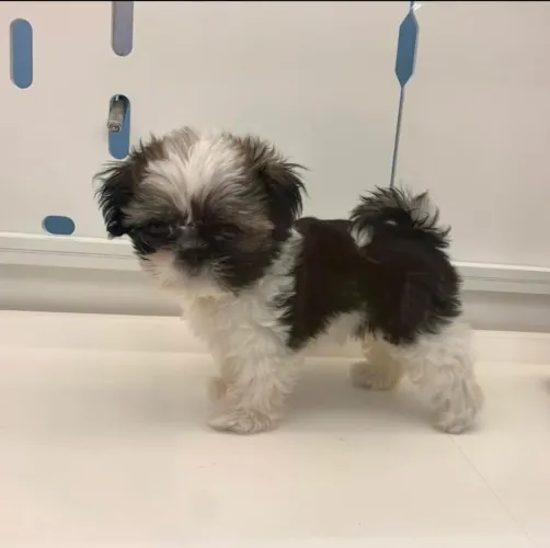 Filhote Shih Tzu, A companhia perfeita para todas as suas aventuras!