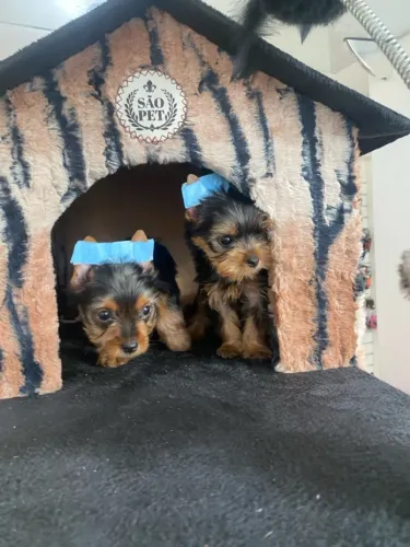 Doçuras de yorkshire para presentear quem vc ama