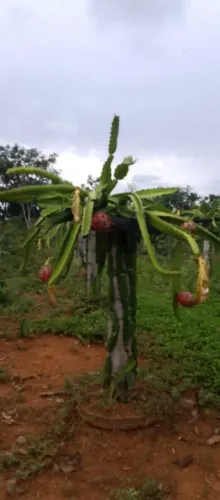 Chacara 3650 m²,pouca estrada de Chão e Cultivo De Pitaya....