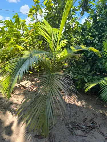 Muda de Palmeira Decorativa - Jardinagem