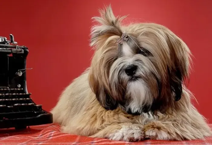 Lhasa Apso Micro Preto e Branco Macho - Inteligente, Brincalhão e Super Amoroso! 