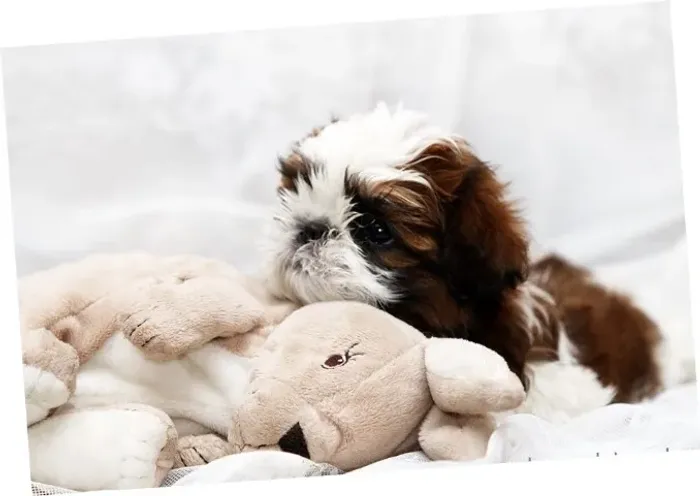 Shih-Tzu Mini Caramelo e Branco Fêmea - Extremamente Fofa e Meiga!