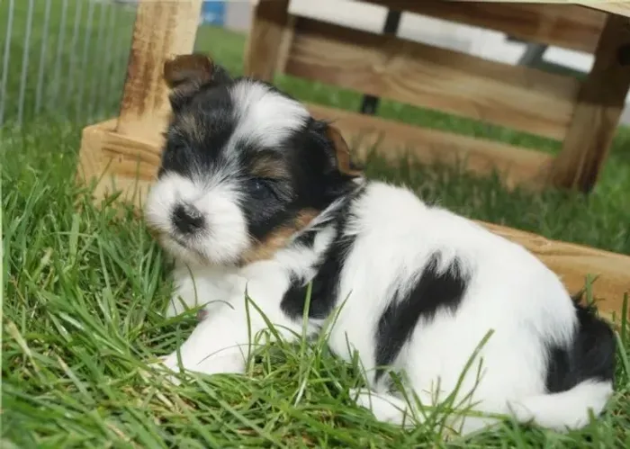 Biewer Terrier Fêmea Tricolor Filhote Pronto para Ser Mimado