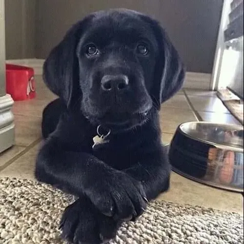 Filhote de labrador preto coleira prateada 