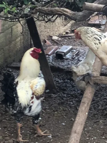 Galos 