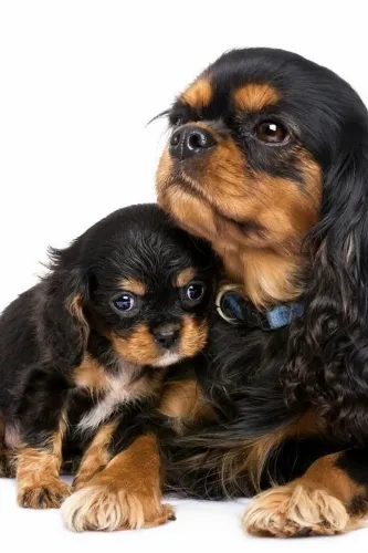 Adoráveis Cavalier King Charles