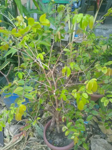 Jaboticaba híbrida produzindo fruto grande e doce