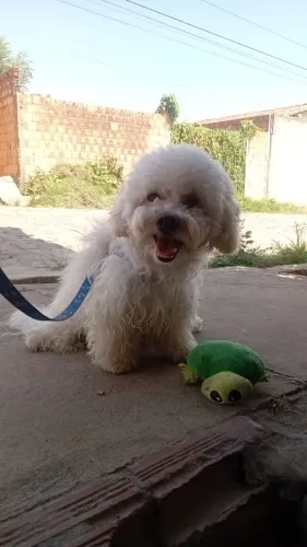 Cachorro poodle para cruzar